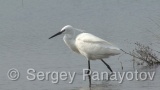 Video of Little Egret - Little Egret in lake in Bulgarian spring